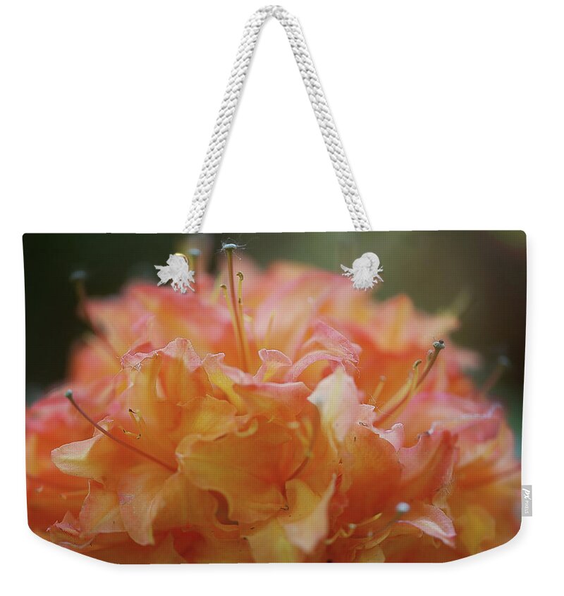  Weekender Tote Bag featuring the photograph Fluffy Orange by Nicole Engstrom