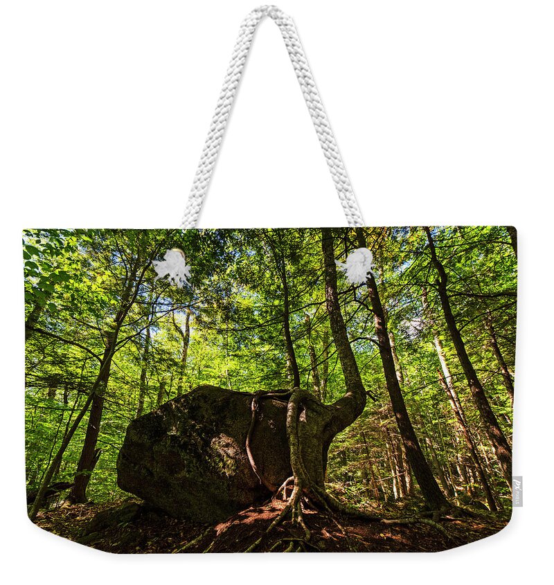 North Weekender Tote Bag featuring the photograph Flume Gorge Trees Roots Wrapped Around Rock North Conway New Hampshire NH by Toby McGuire