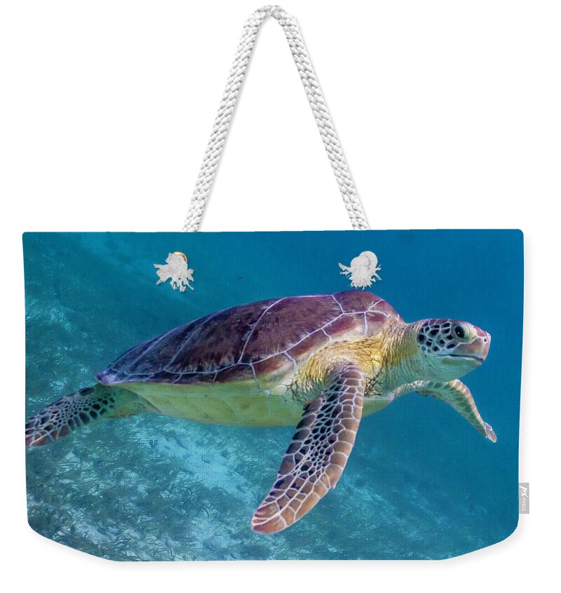 Animals Weekender Tote Bag featuring the photograph Follow Me by Lynne Browne