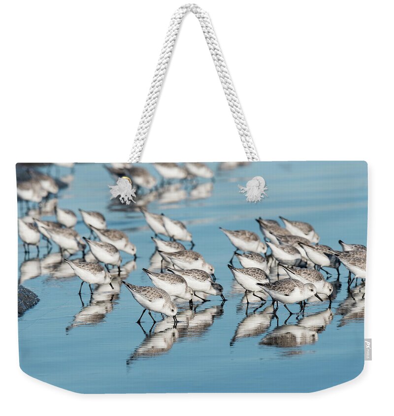 Animals Weekender Tote Bag featuring the photograph Foraging Sanderlings by Robert Potts