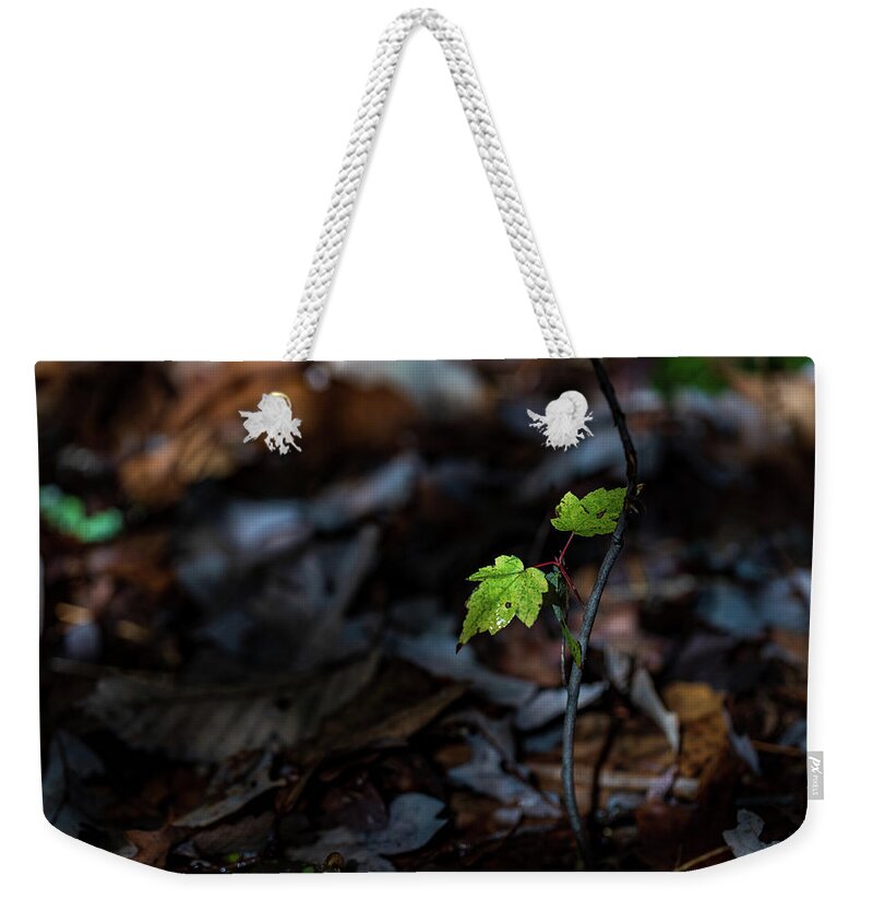 Nature Weekender Tote Bag featuring the photograph Forest Floor in Spring by Amelia Pearn