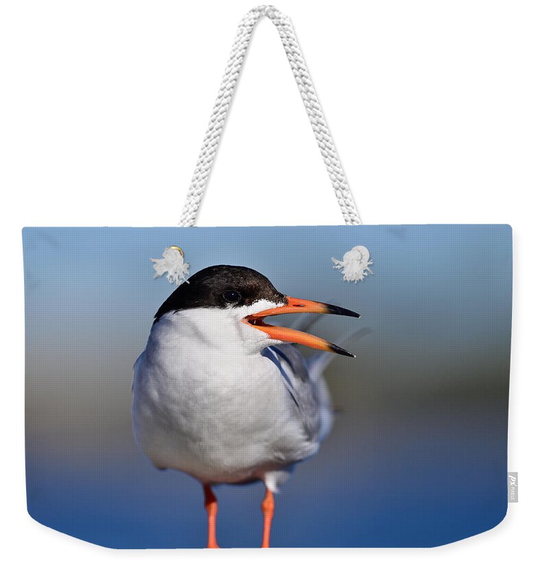 Sterna Forsteri Weekender Tote Bag featuring the photograph Forester's Tern - Sterna forsteri by Amazing Action Photo Video