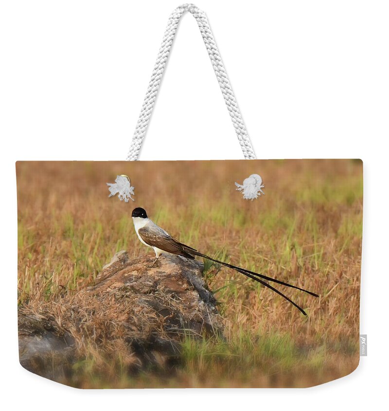 Neo-tropical Birds Weekender Tote Bag featuring the photograph Fork-tailed Flycatcher by Alan Lenk