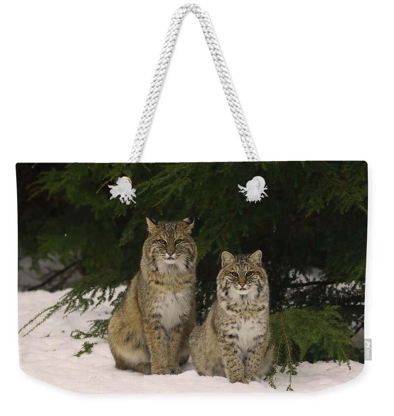 Bobcat Weekender Tote Bag featuring the photograph Four eyes on me by Duane Cross