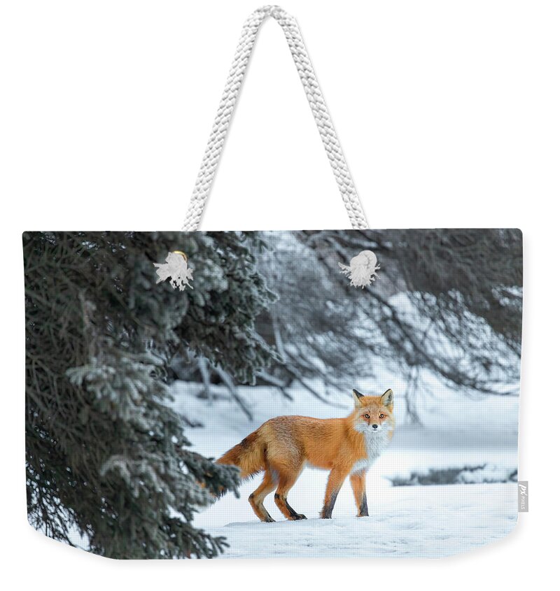 (vulpes Vulpes) Weekender Tote Bag featuring the photograph Fox in the Forest by James Capo