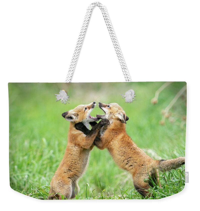 Fox Kits Weekender Tote Bag featuring the photograph Fox kits hugging by Judi Dressler