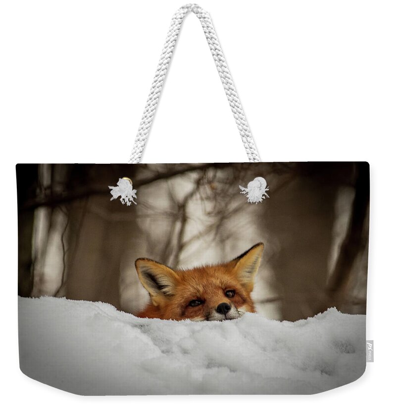 Red Fox Weekender Tote Bag featuring the photograph Fox resting on roof by Stephen Sloan