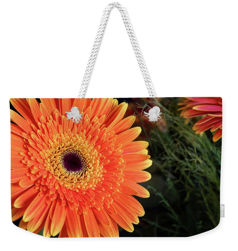Gerbera Jamesonii Weekender Tote Bag featuring the photograph Fresh blooming Daisy flower  by Michalakis Ppalis