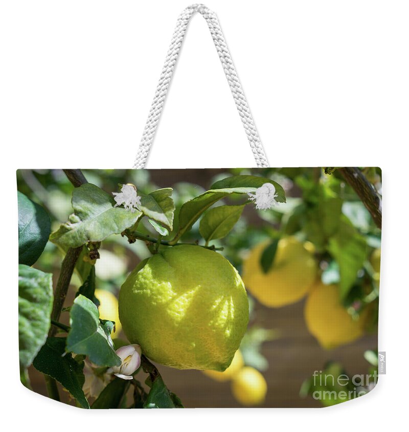 Lemon Tree Weekender Tote Bag featuring the photograph Fresh Lemon, Lovely Lemon Tree And Flowers In Spring by Adriana Mueller