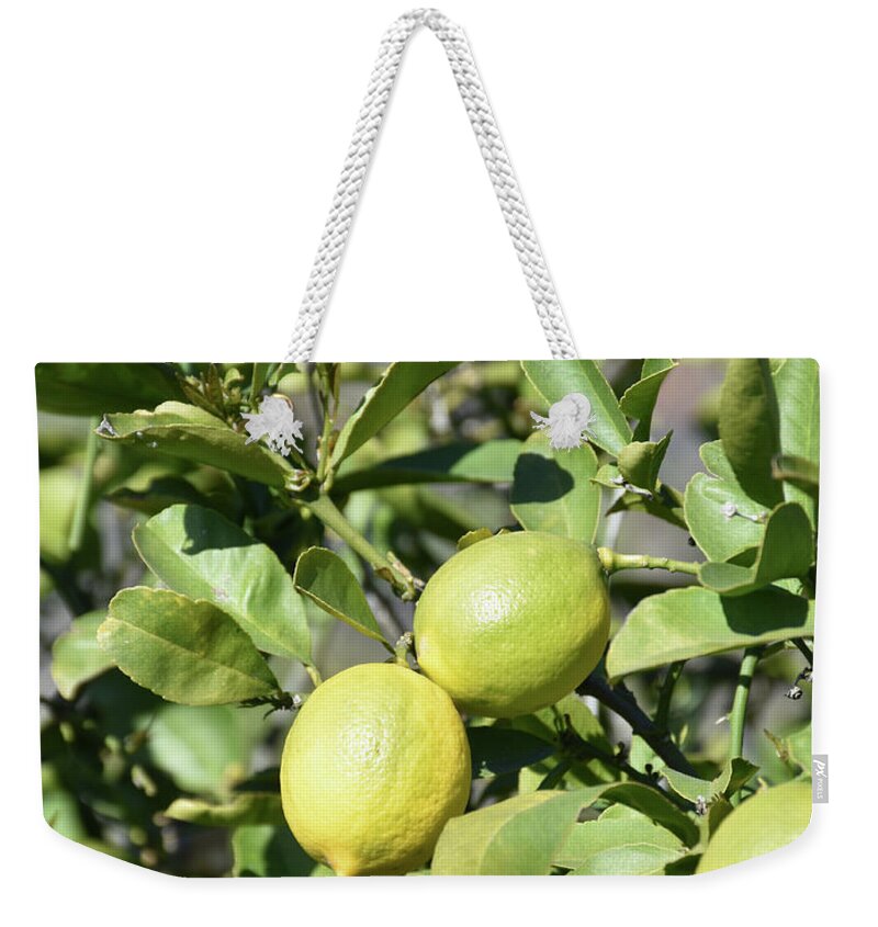 Fresh Lemons Ripening on a Tree in an Orchard Weekender Tote Bag