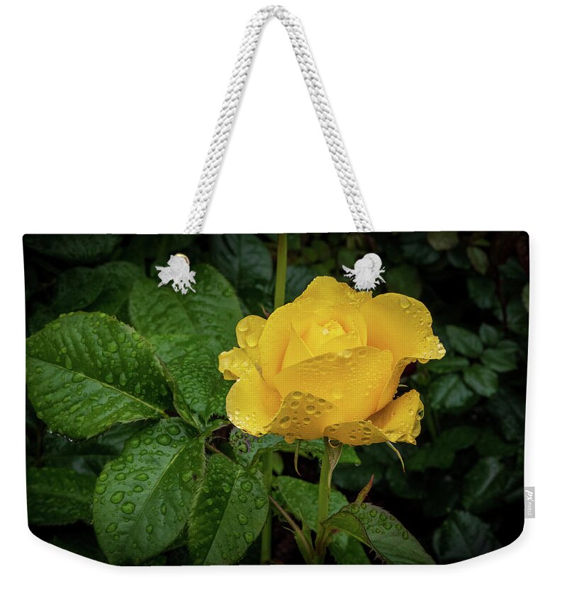 Rose Weekender Tote Bag featuring the photograph Fresh Yellow Rose by Stephen Sloan