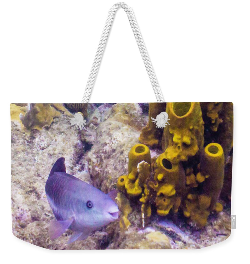 Ocean Weekender Tote Bag featuring the photograph Friendly Queen by Lynne Browne