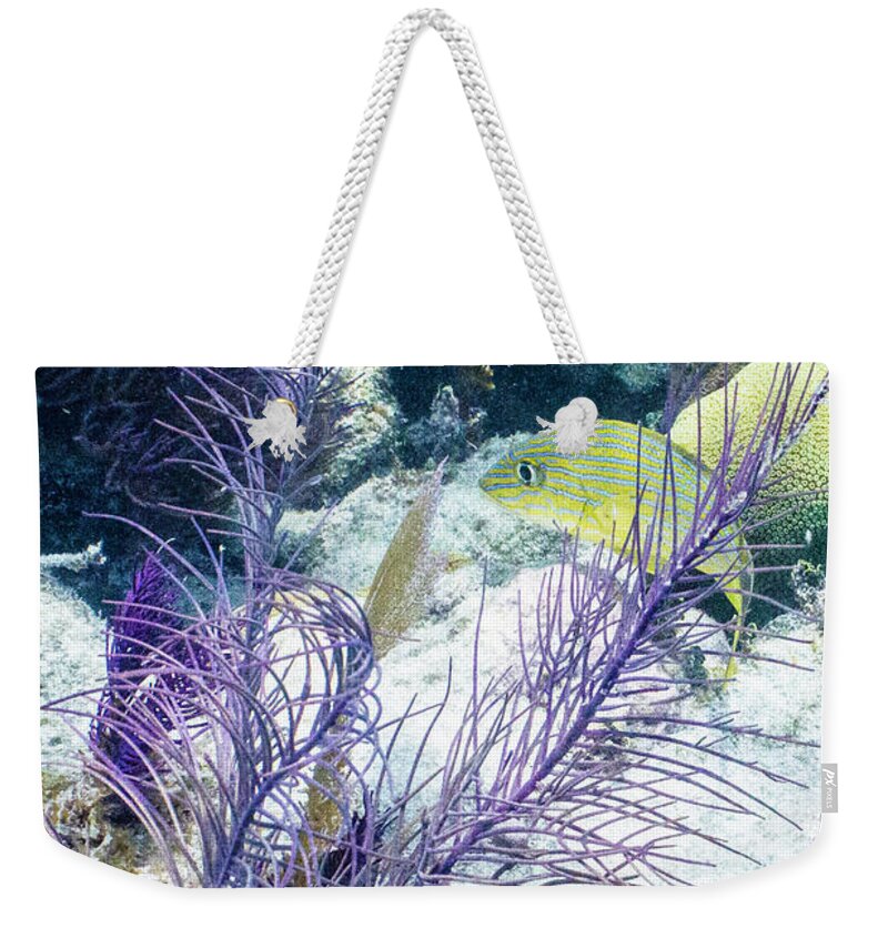 Animals Weekender Tote Bag featuring the photograph Frilly by Lynne Browne