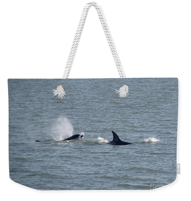 Orcas Weekender Tote Bag featuring the photograph Frolicking whales by Jeff Swan