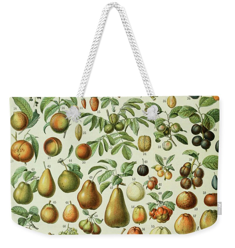 French Painter Weekender Tote Bag featuring the drawing Fruits by Adolphe Millot