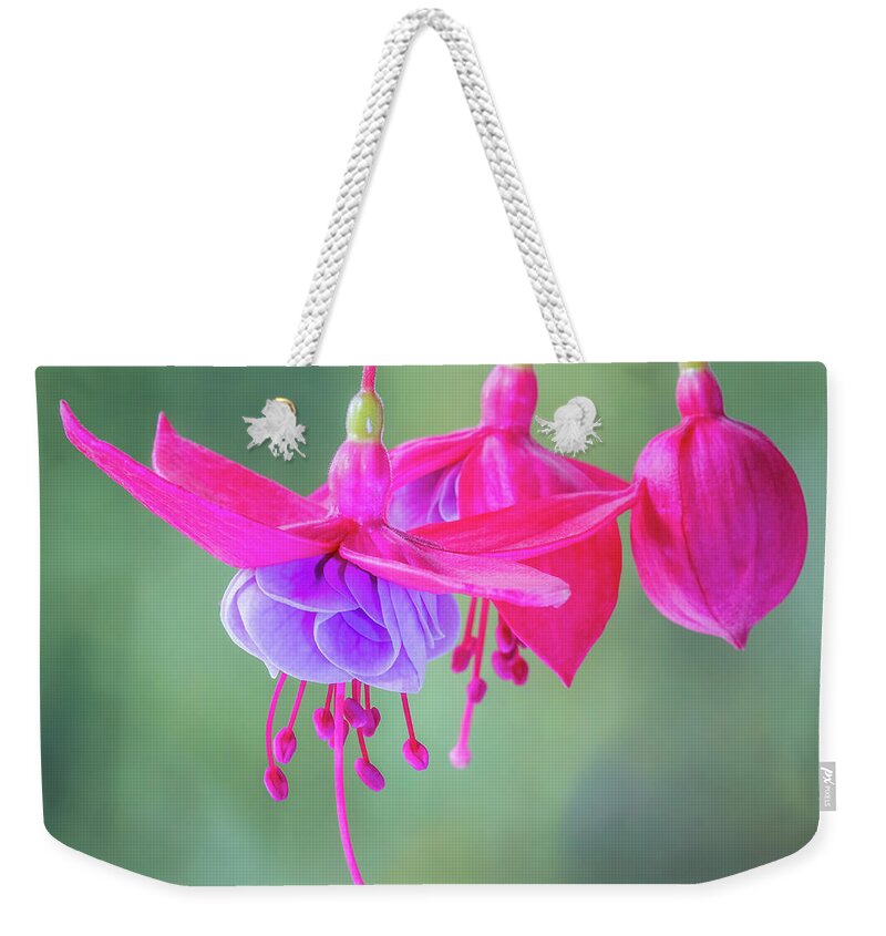 Fuchsia Weekender Tote Bag featuring the photograph Fuchsia Flower Study #3 by Patti Deters