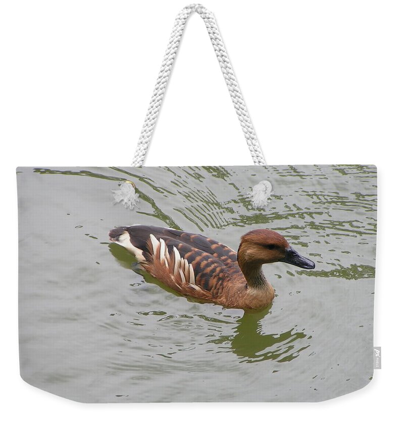 Audubon Zoo Weekender Tote Bag featuring the photograph Fulvous Whistling Duck by Heather E Harman