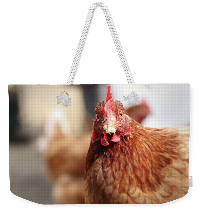 Salute Weekender Tote Bag featuring the photograph Funny expression of domestic hen on the garden by Vaclav Sonnek