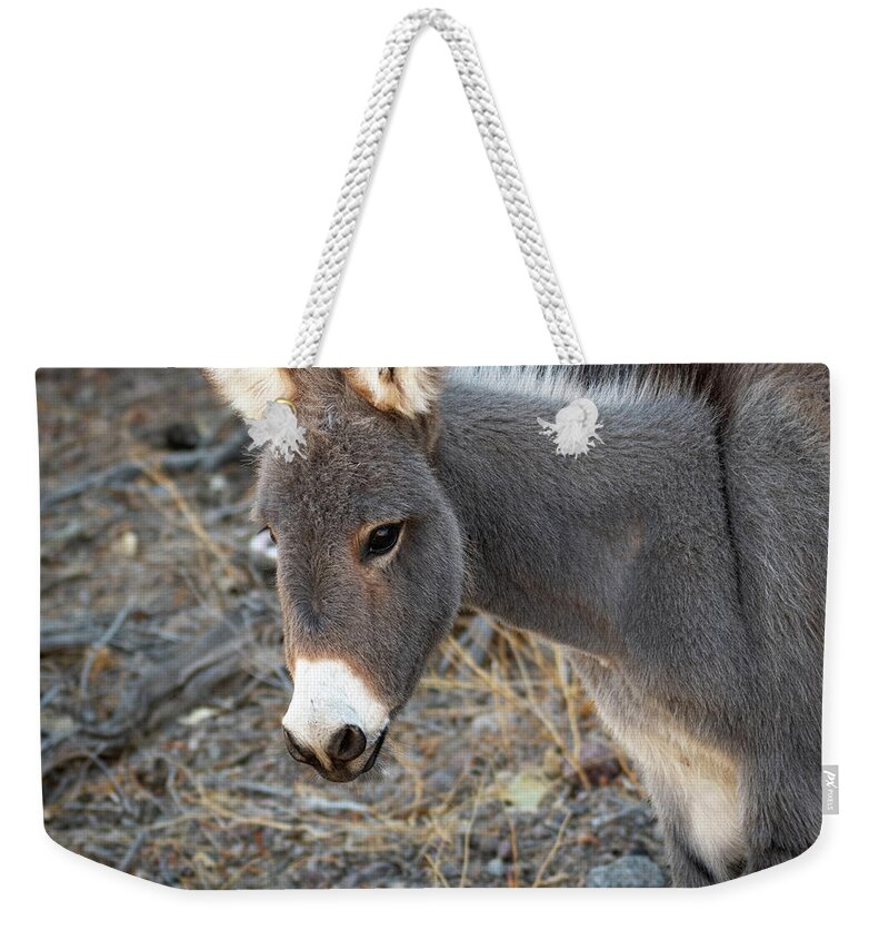 Wild Burros Weekender Tote Bag featuring the photograph Fuzzy Ears by Mary Hone