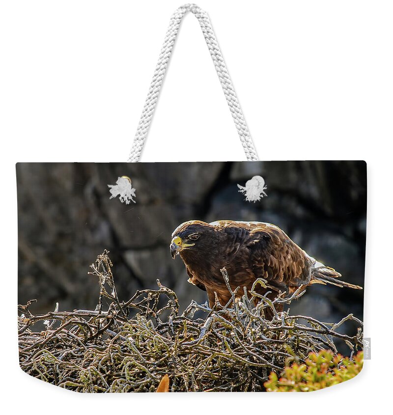 Animal In The Wild Weekender Tote Bag featuring the photograph Galapagos hawk at nest by Henri Leduc