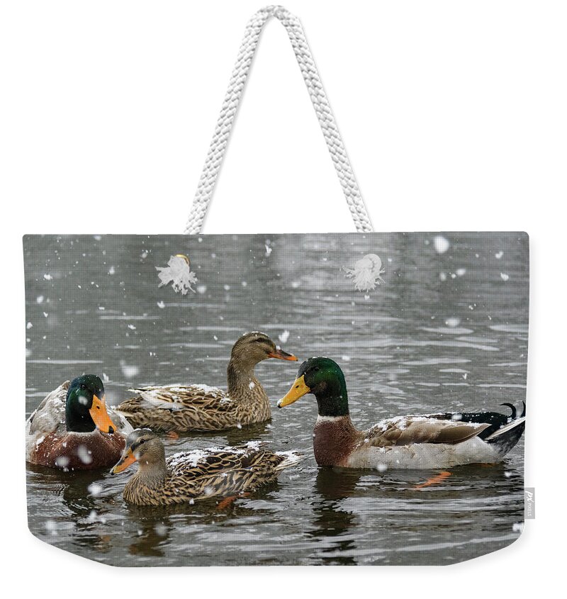 North America Weekender Tote Bag featuring the photograph Gathering by Melissa Southern