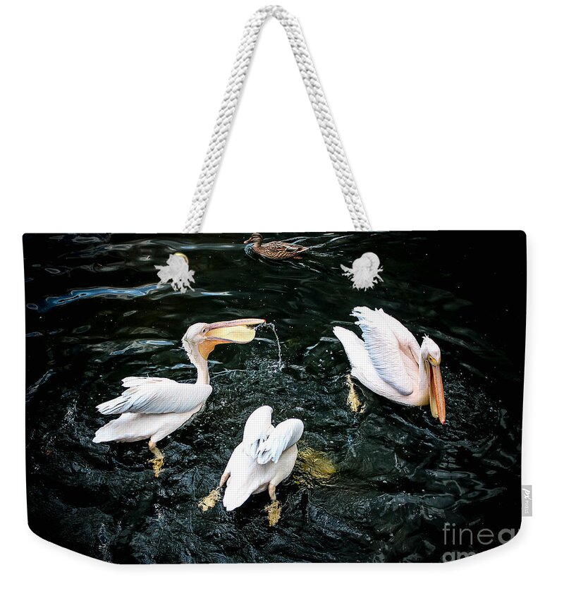 Pelicans Weekender Tote Bag featuring the photograph Getting a Bite to Eat in London by Veronica Batterson