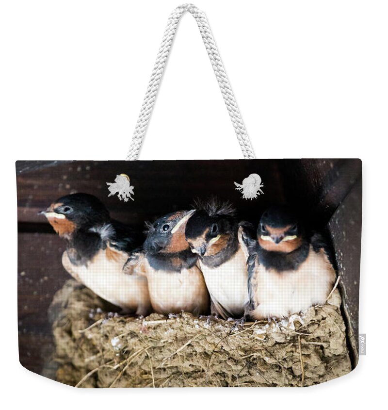 Agricultural Building Weekender Tote Bag featuring the photograph Getting ready to fly - Swallow chicks by Anita Nicholson