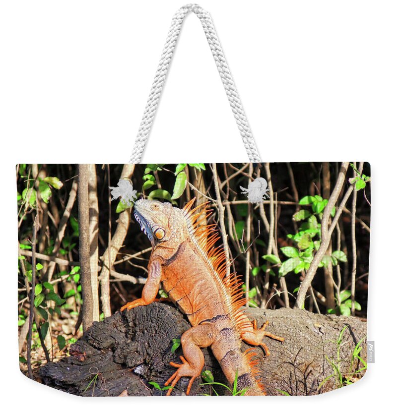 Iguana Weekender Tote Bag featuring the photograph Giant Iguana, Belize by Tatiana Travelways