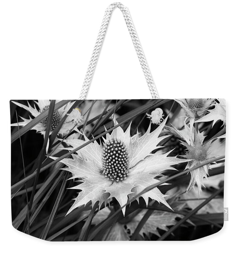 Sea Holly Weekender Tote Bag featuring the photograph Giant Sea Holly Monochrome by Tim Gainey