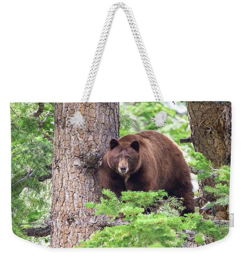 Bear Weekender Tote Bag featuring the photograph Nevada Bear by Scott Warner