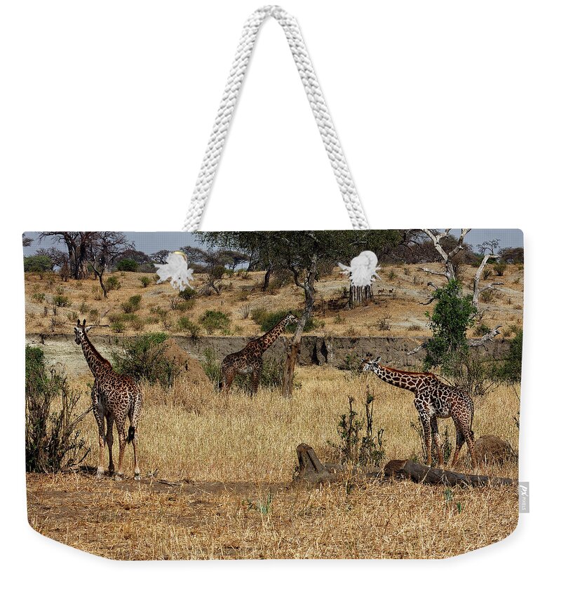 3 Giraffes Weekender Tote Bag featuring the photograph Giraffes Scene by Sally Weigand