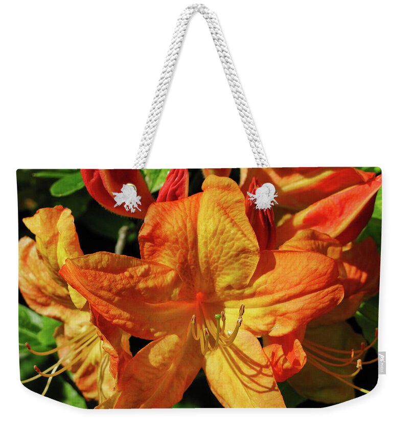 Flora Weekender Tote Bag featuring the photograph Glorious day lilies by Segura Shaw Photography