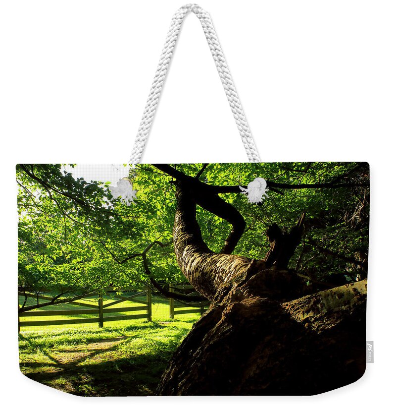 Afternoon Sun Weekender Tote Bag featuring the photograph Gnarled Tree and Rustic Fence in Golden Hour by Steve Ember