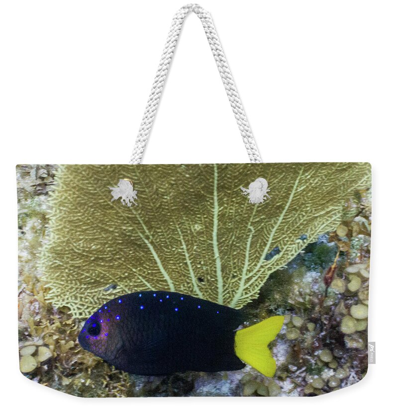 Animals Weekender Tote Bag featuring the photograph Go Gorgonian by Lynne Browne