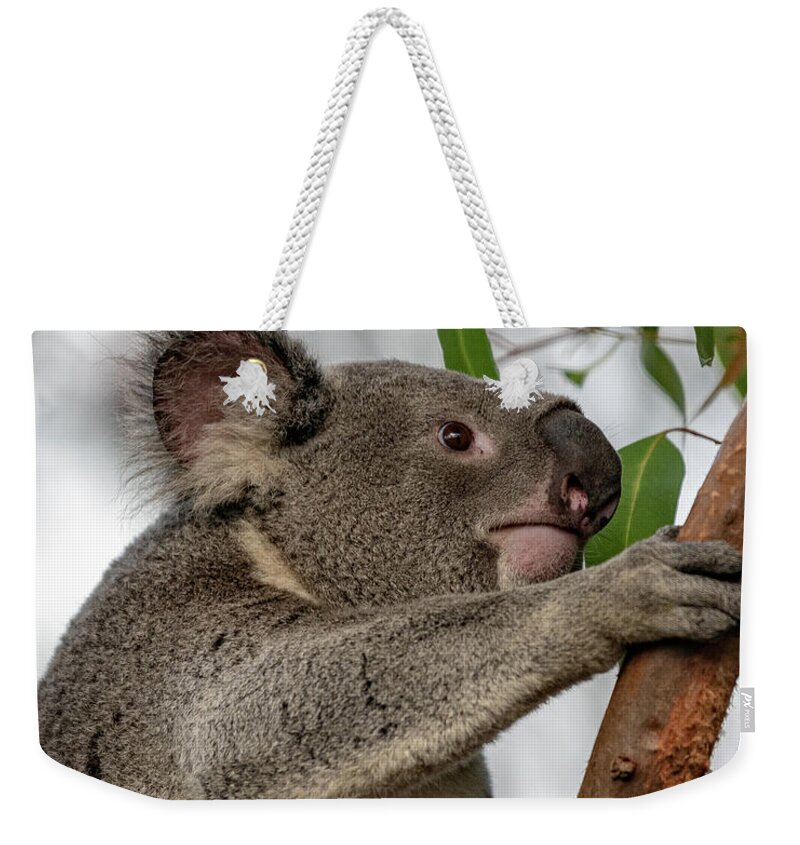 San Diego Zoo Weekender Tote Bag featuring the photograph Going Up by David Levin