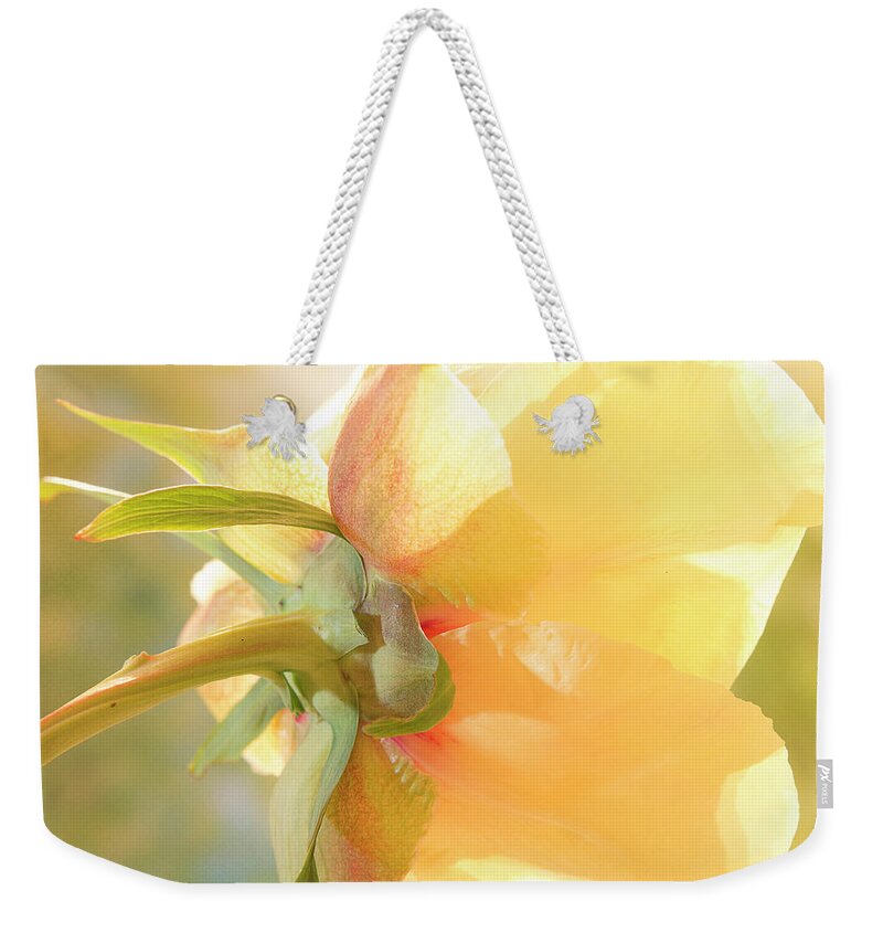 Peony Weekender Tote Bag featuring the photograph Golden Bowl Tree Peony Bloom - back by Patti Deters