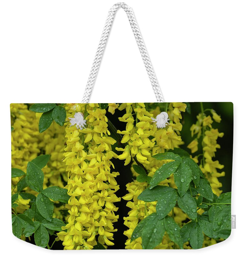 Astoria Weekender Tote Bag featuring the photograph Golden Chain Tree by Robert Potts