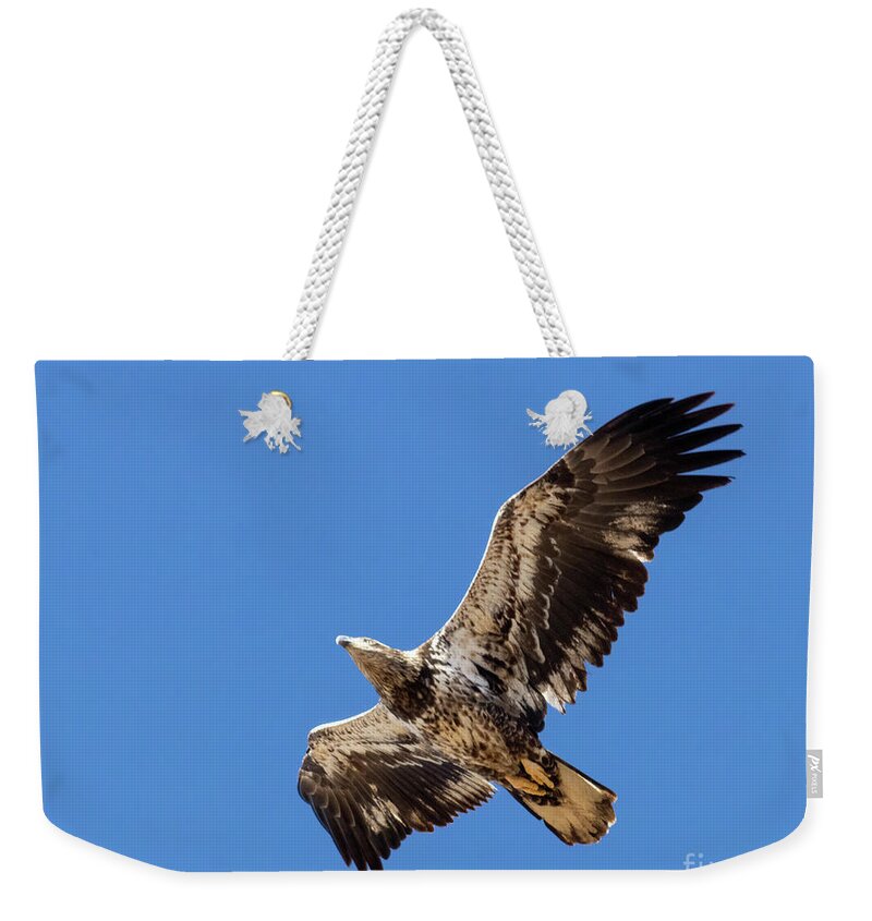 Nature Weekender Tote Bag featuring the photograph Juvenile Bald Eagle Soaring Overhead by Steven Krull