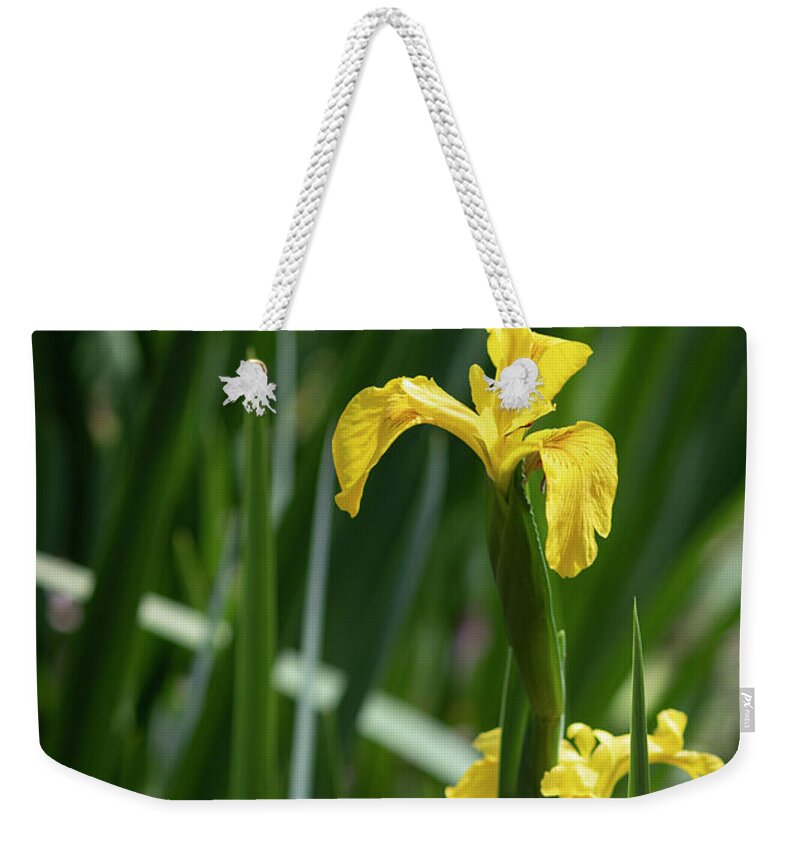 Photograph Weekender Tote Bag featuring the photograph Golden Iris Garden by Suzanne Gaff
