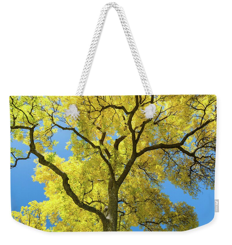 Golden Cottonwood Weekender Tote Bag featuring the photograph Golden Majesty - A Cottonwood's Radiant Reverie by James BO Insogna