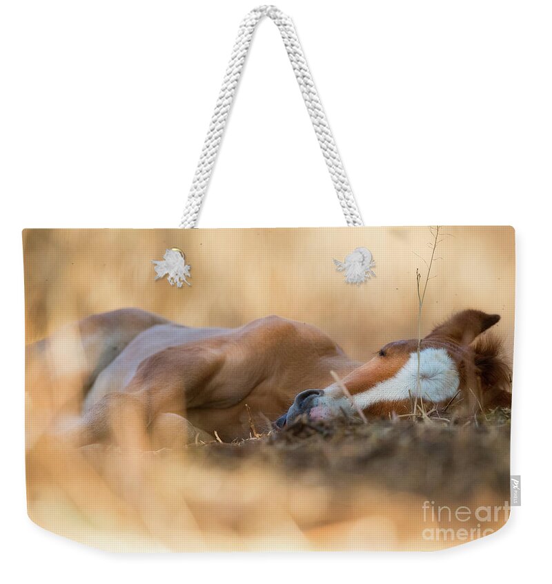 Cute Foal Weekender Tote Bag featuring the photograph Golden Nap by Shannon Hastings