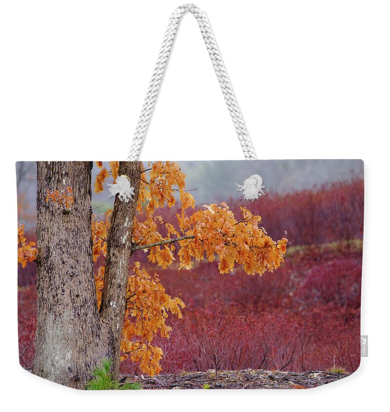 New Hampshire Weekender Tote Bag featuring the photograph Golden Oak by Jeff Sinon