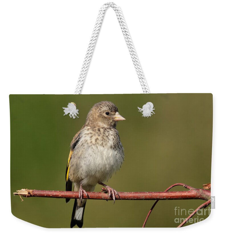 Goldfinch Fledgling Nature Birds Green Yellow Brown Photography Prints Wall-art Weekender Tote Bag featuring the photograph Goldfinch fledgling by Peter Skelton