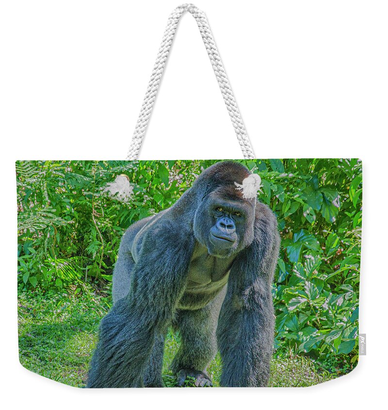 Gorilla Weekender Tote Bag featuring the photograph Gorilla In The Midst by Jim Cook