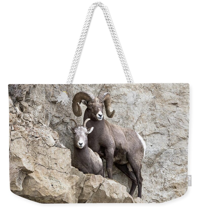 Bighorn Sheep Weekender Tote Bag featuring the photograph Cliff Notes #1 by Scott Warner