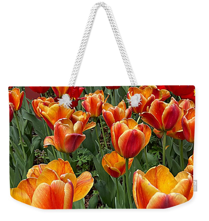 Flower Weekender Tote Bag featuring the photograph Grand Tulips by Lee Darnell