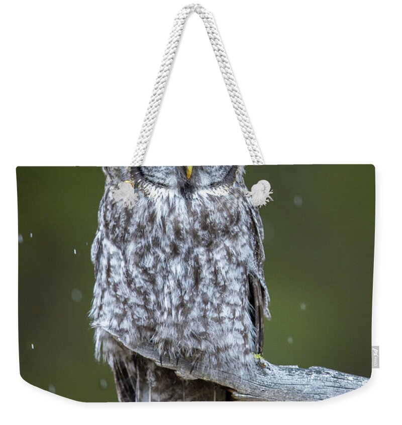 Bird Weekender Tote Bag featuring the photograph Gray ghost by D Robert Franz