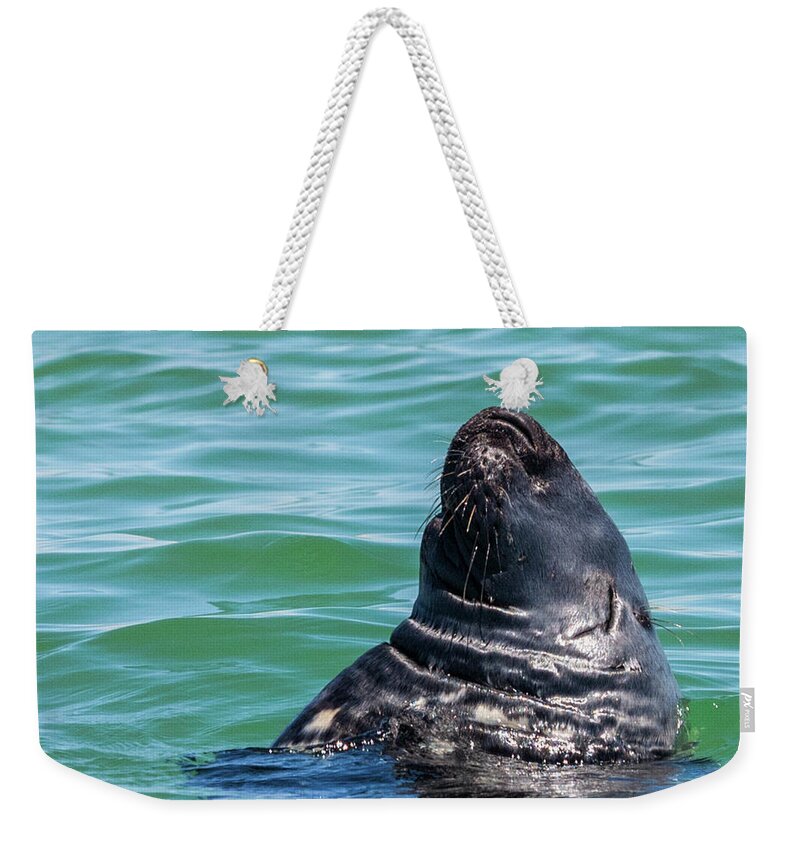 Seal Weekender Tote Bag featuring the photograph Gray Seal Sleeping by Lorraine Cosgrove