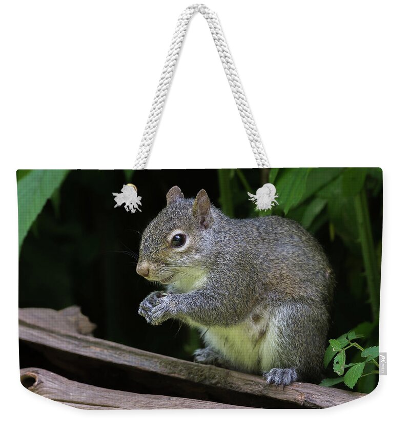 Gray Squirrel Weekender Tote Bag featuring the photograph Gray Squirrel - 6093 by Jerry Owens
