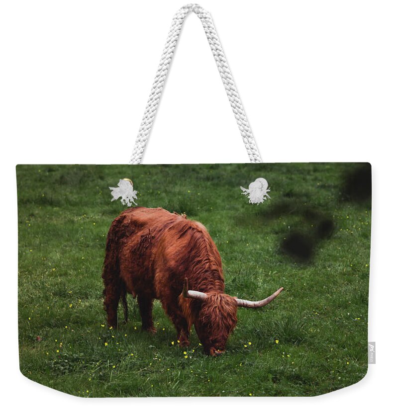 Highland Weekender Tote Bag featuring the photograph Grazing Highlander by Nicklas Gustafsson
